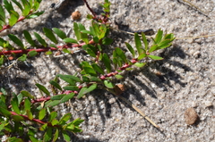 Laurembergia repens