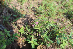 Polygala sphenoptera