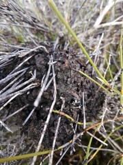 Crematogaster peringueyi