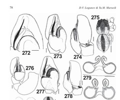 Pseudomogrus validus