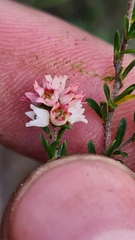 Cryptandra amara amara