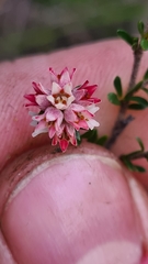 Cryptandra amara amara