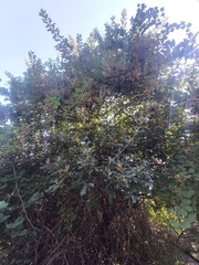 Brachylaena discolor