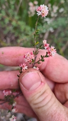 Cryptandra amara amara