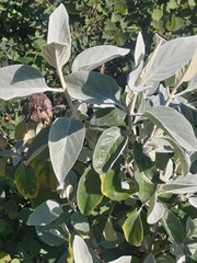 Brachylaena discolor