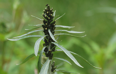 Omalotheca norvegica