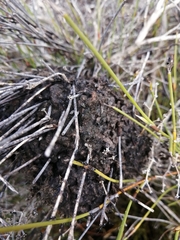 Crematogaster peringueyi