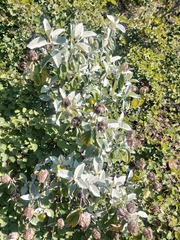 Brachylaena discolor