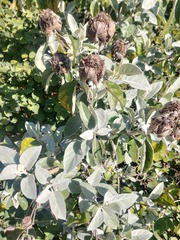 Brachylaena discolor