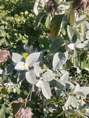 Brachylaena discolor