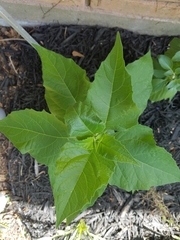 Magnoliopsida