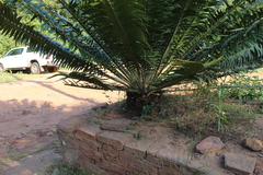 Encephalartos transvenosus