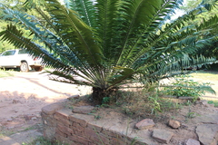 Encephalartos transvenosus