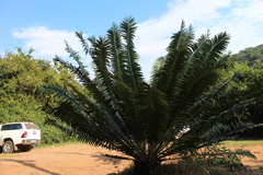 Encephalartos transvenosus