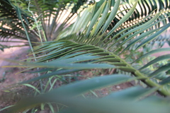 Encephalartos transvenosus