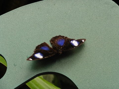 Heliconius wallacei