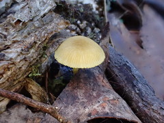 Pluteus hubregtseorum
