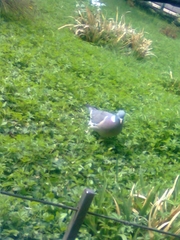 Columba palumbus