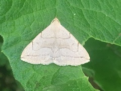 Zanclognatha pedipilalis