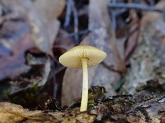 Pluteus hubregtseorum