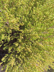 Erica axillaris
