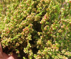 Erica axillaris