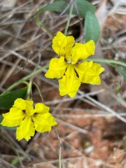 Goodenia glabra