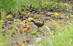 Gallirallus torquatus