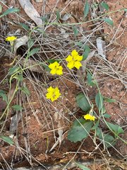 Goodenia glabra
