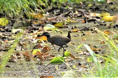 Gallirallus torquatus