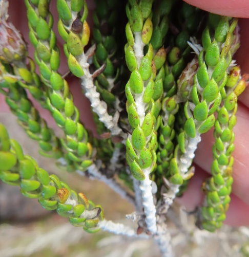 Image of Lachnospermum imbricatum by (c) linkie, some rights reserved (CC BY)