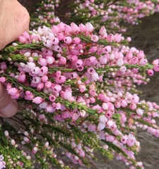 Erica filipendula