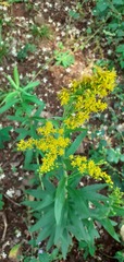 Solidago chilensis