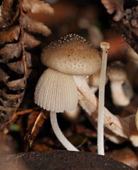 Armillaria hinnulea