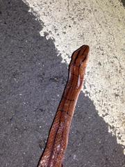 Oreocryptophis porphyraceus