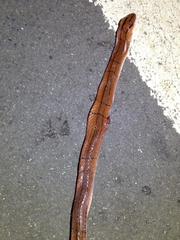 Oreocryptophis porphyraceus