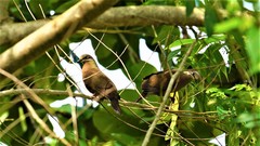 Phapitreron leucotis