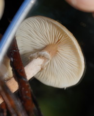 Armillaria hinnulea