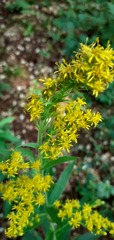Solidago chilensis