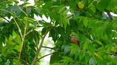 Phapitreron leucotis