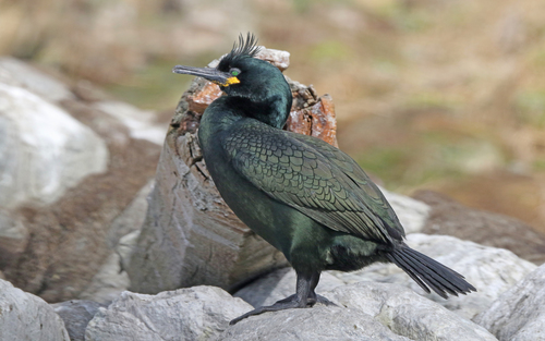 European Shag