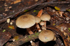 Armillaria hinnulea