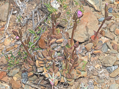 Anacampseros telephiastrum