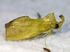 Goniapteryx servia
