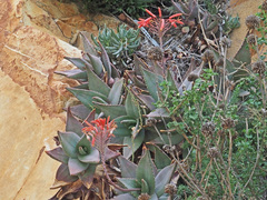 Aloe perfoliata