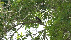 Copsychus mindanensis