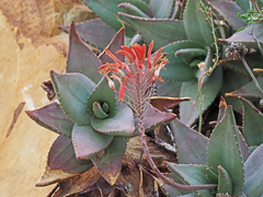 Aloe perfoliata
