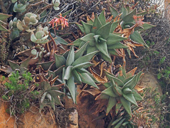 Aloe perfoliata