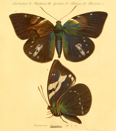 Synpalamides ctesiphon