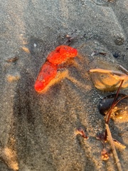 Metandrocarpa dura